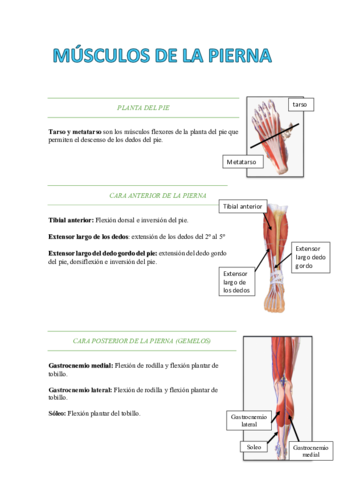 Musculos-de-la-pierna.pdf