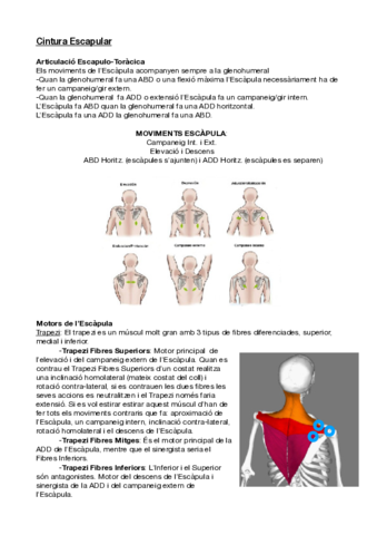 Apunts-Parcial-2.pdf