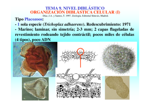 Tema9-Poriferos-Cnidarios-etc.pdf