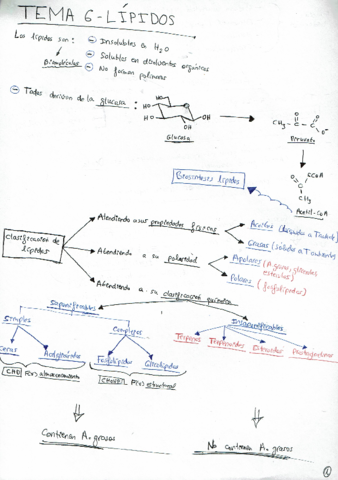 Tema-6-Lipidos.pdf