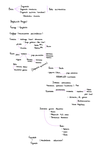 Digestion-Anatomia-1oBto-.pdf