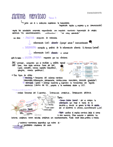 Apuntes-Tema-3-Sistema-Nervioso.pdf