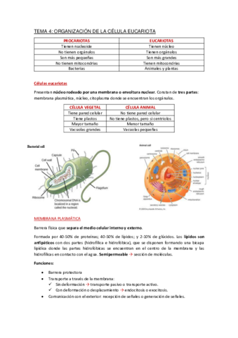 Apuntes-Tema-4.pdf