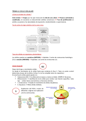 Apuntes-Tema-6.pdf