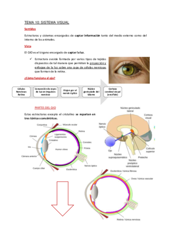 Apuntes-Tema-10.pdf