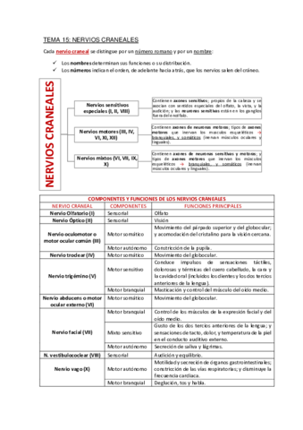 Apuntes-Tema-15.pdf