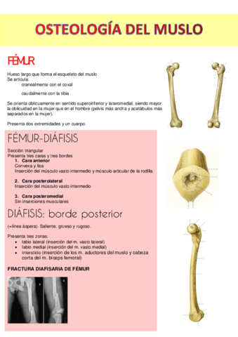 Tema3-Osteologia-del-muslo.pdf