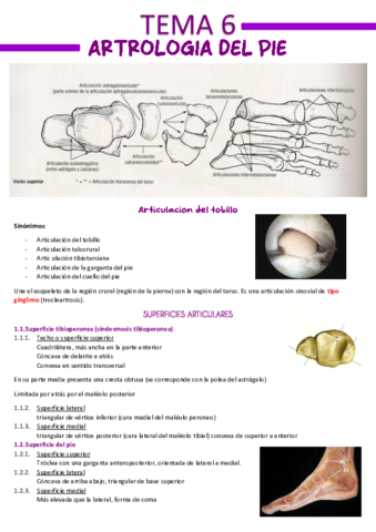 Tema-6-Artrologia-del-pie.pdf
