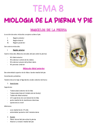 Tema-8-Miologia-pierna-y-pie.pdf
