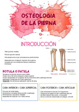 Tema2-Osteologia-de-la-pierna.pdf