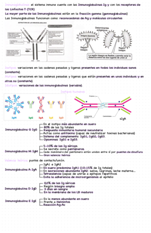 Inmunoglobulinas-.pdf