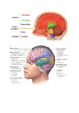 Partes cerebro (Tema 7).pdf
