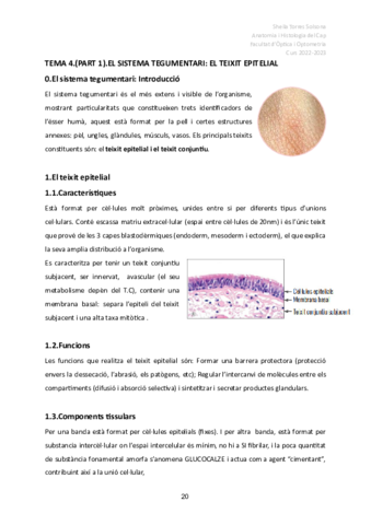 4 Sistema tegumentari PART 1
