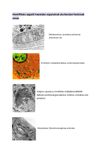 organuluak.pdf