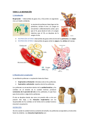 Apuntes-Tema-3.pdf