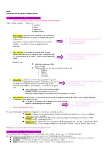 UF1-LA-ORGANIZACION-DEL-CUERPO-HUMANO-1.pdf