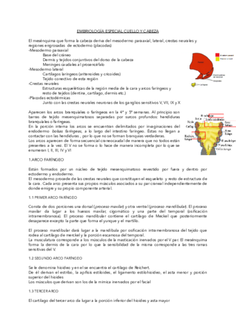 EMBRIOLOGIA-ESPECIAL-CUELLO-Y-CABEZA.pdf