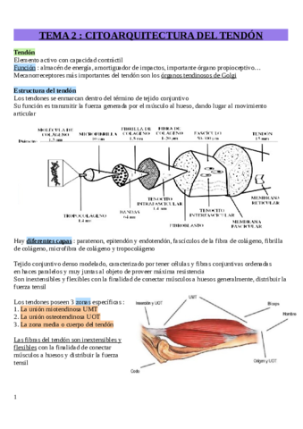 Tema-2-Arquitectura-del-tendon.pdf