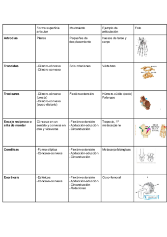 Apuntes anatomia