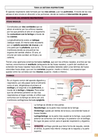 TEMA-10-SISTEMA-RESPIRATORIO.pdf