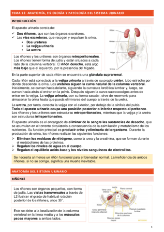 TEMA-12-SISTEMA-URINARIO.pdf