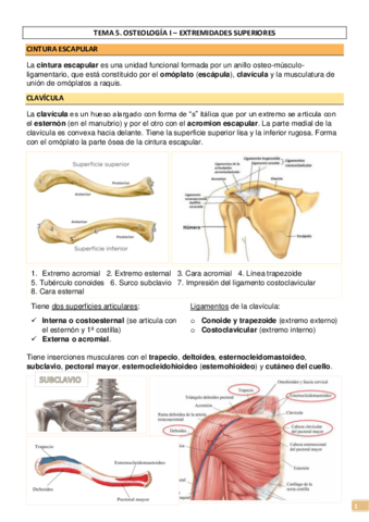 TEMA-5-OSTEOLOGIA-I-EXTREMIDADES-SUPERIOR-E-INFERIOR.pdf