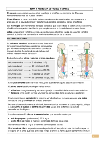 Columna Lumbar 1, PDF, La columna vertebral