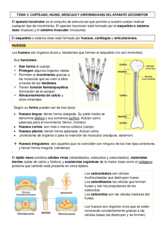 TEMA-3-CARTILAGO-HUESO-MUSCULO-Y-ENFERMEDADES-DEL-APARATO-LOCOMOTOR.pdf