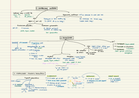Esquema-Anabolisme-Autotrof-Vinyet-Gispert.pdf