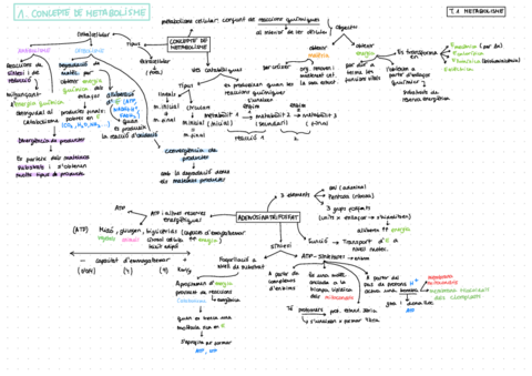 Esquema-Metabolisme.pdf