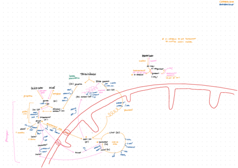 Esquema-Metabolisme.pdf