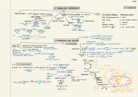Esquema-anabolisme-Het.pdf