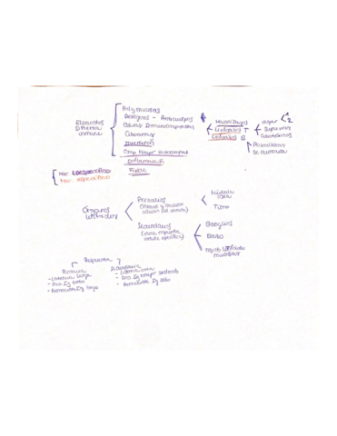 Esquema-sistema-inmune.pdf