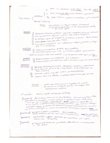 Ciclo-celular.pdf