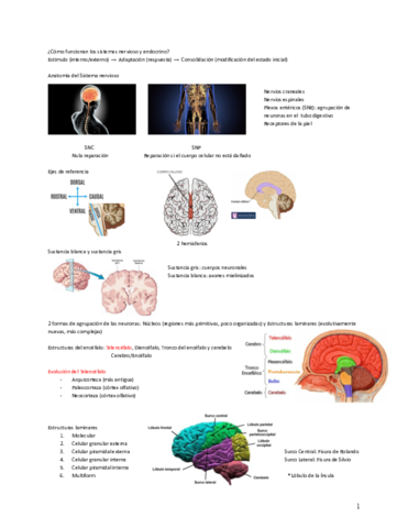 Sistema-Nervioso-1-6-defdef.pdf