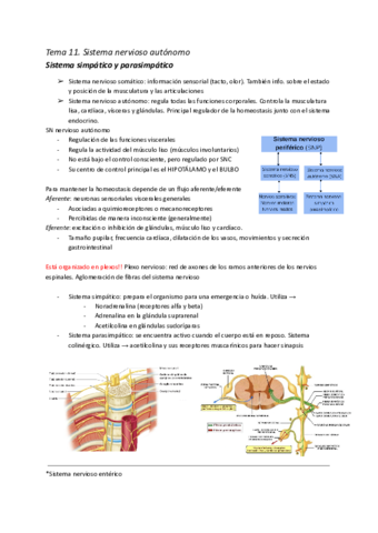 Tema-11-Sistema Nervioso Autónomo 