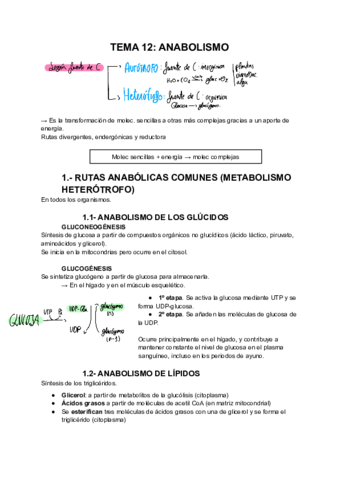 ANABOLISMO.pdf