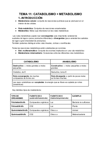 Catabolismo.pdf