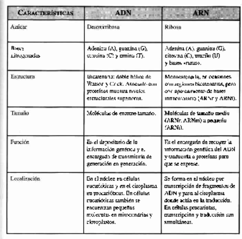 diferencias-ADN-ARN.pdf