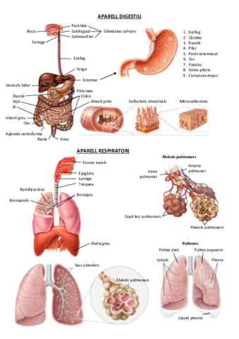 2º ESO. Bio - Parts aparells i sistemes