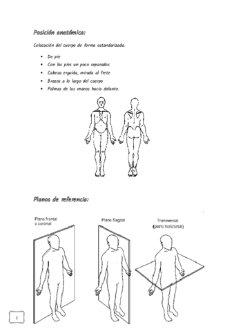 Posicion-anatomica.pdf