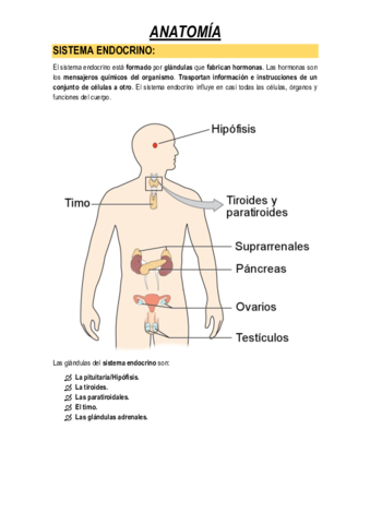 SISTEMA-ENDOCRINO.pdf