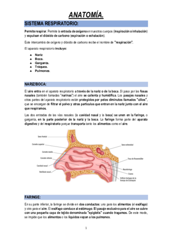 SISTEMA-RESPIRATORIO.pdf