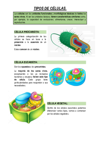 TIPOS-DE-CELULAS.pdf