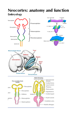 Neocortex-study.pdf