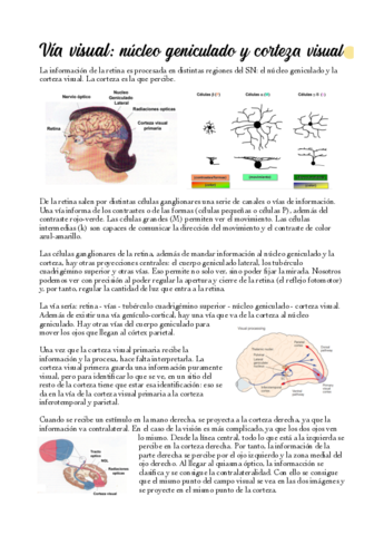 06-Geniculado-y-corteza-visual.pdf