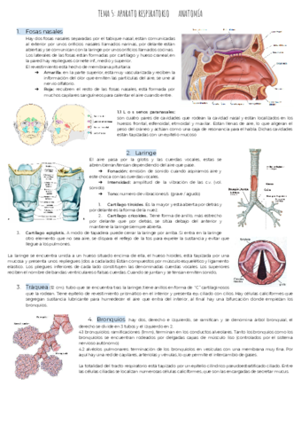 Anatomia-T.pdf