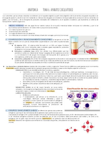 tema-6-7-anatomia.pdf