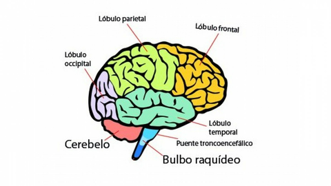 partes-cerebro-wide.jpg