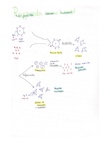 Respuesto-inmune-humoral.pdf
